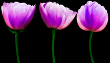 Set  Purple  Flowers Tulips On The Black  Isolated Background With Clipping Path. Close-up. Flowers On The Stem. Nature.