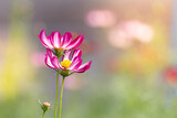 Fototapeta Kwiaty - Pink cosmos flowers in the garden and morning light