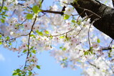 Fototapeta  - 青空に向かって咲く桜の花