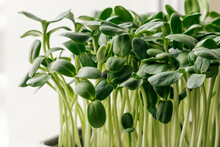 Close Up Of Sunflower Microgreens In A Tray On The Home Windowsill.The Concept Of Healthy Eating,vegan Concept.Home Gardening.Selective Focus With Shallow Depth Of Field.