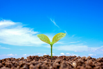 Sticker - Small plants growing on ground and blurred blue sky background, plant growth concept in suitable outdoor environment.