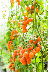  Branch of fresh cherry tomatoes hanging on a vine in the organic farm.