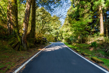 Wall Mural - The asphalt road through in forest, Alishan Forest Recreation Area in Chiayi, Taiwan.
