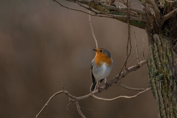 Wall Mural - Robin sitting on a branch 