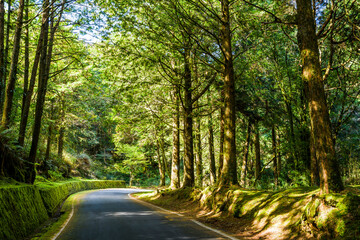 Wall Mural - The asphalt road through in forest, Alishan Forest Recreation Area in Chiayi, Taiwan.