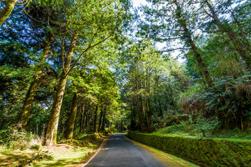 Wall Mural - The asphalt road through in forest, Alishan Forest Recreation Area in Chiayi, Taiwan.