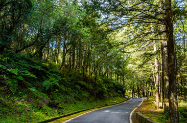 Wall Mural - The asphalt road through in forest, Alishan Forest Recreation Area in Chiayi, Taiwan.