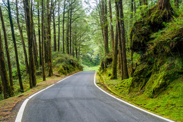 Wall Mural - The asphalt road through in forest, Alishan Forest Recreation Area in Chiayi, Taiwan.