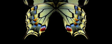 Natural Abstract Pattern. Wings Of Swallowtail Butterfly. Closeup. Wings Of A Butterfly Texture Background.