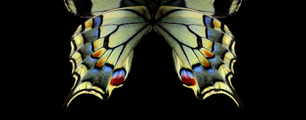 Natural abstract pattern. Wings of Swallowtail butterfly. Closeup. Wings of a butterfly texture background.