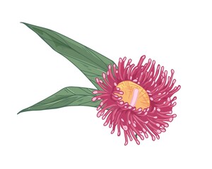 Poster - Blooming bright eucalyptus flower with leaves isolated on white background. Beautiful blossomed bud of eucalypt. Hand-drawn colored vector illustration in retro style