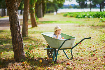 Wall Mural - Adorable toddler girl in straw hat sitting in wheelbarrow under apple tree on a farm