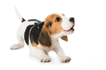 Wall Mural - Barking beagle puppy isolated on white background