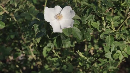 Wall Mural - large petals of blooming rose hips close-up