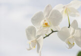 Fototapeta Panele - Delicate white orchid. Branch of a white orchid on a white background