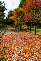 Wall Mural - The railway is covered with maple leaves, Alishan Forest Railway.  Alishan Forest Recreation Area in Chiayi, Taiwan.