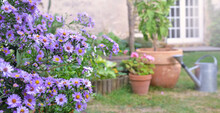 Bush Of Aster Flowers Blooming  In The Garden Of A Rural House