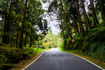 Wall Mural - The asphalt road through the green forest in Alishan Forest Recreation Area in Chiayi, Taiwan.