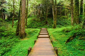  Boardwalk paths through the green forest, Alishan Forest Recreation Area in Chiayi, Taiwan.