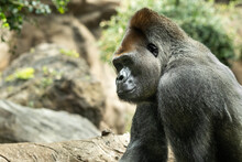 A Western Lowland Gorilla With A Pouty Expression.The Gorilla Looks At Me