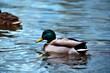 Ducks swimming in the water