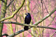 A rook on a branch of a tree, beautiful background