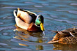 Ducks swimming in the water drinking