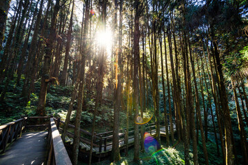 Wall Mural - boardwalk paths through the green forest, Alishan Forest Recreation Area in Chiayi, Taiwan.