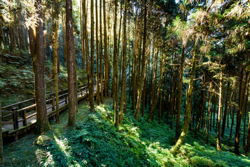 Wall Mural - boardwalk paths through the green forest, Alishan Forest Recreation Area in Chiayi, Taiwan.