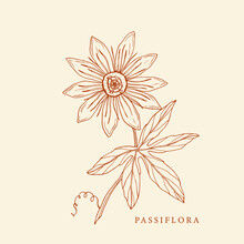 Hand Drawn Passiflora Illustration. Botanical Design