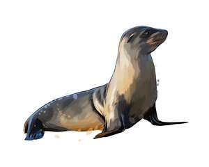 Wall Mural - sea lion, seal from a splash of watercolor, colored drawing, realistic. vector illustration of paint