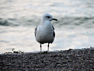 Wall Mural - seagull on the beach, Finland