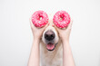 The girl's hands hold fresh pink donuts near the eyes of a cute dog on a white background. Golden Retriever eats sweet buns. Harmful food for pets.