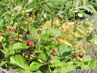 Wall Mural - wild strawberry plant in summer Finland