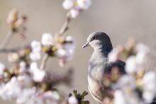 Turtle Dove On The Cherry Blossom