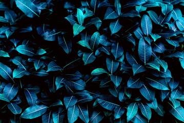 Navy blue leaves background, Dark blue leaf overlap pattern, Blue black foliage textured and backgrounds