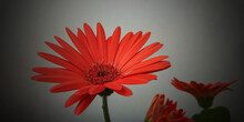 Closeup Shot Of Red Transvaal Daisy Flowers On A Gray Background