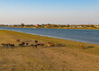 A herd of horses graze on the river bank. Delta of the Volga River. Aerial photography.