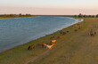 A herd of horses graze on the river bank. Delta of the Volga River. Aerial photography.