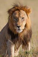 Wall Mural - Lion (Panthera leo) male resting in the Masai Mara in Kenya