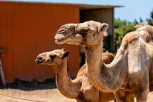 Two Camels Portrait Photo At Zoo 