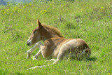 Fototapeta Psy - Horse foal lying down on grass