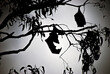 silhouette of two flying foxes, or fruit bats, hanging upside down in a tree