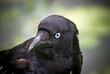 Head shot of an Australian crow, or raven, showing it's beak and blue eye