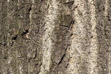 Aged rough bark of an old poplar tree