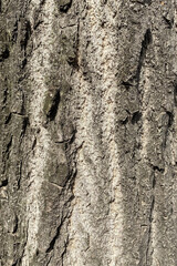 Vertical shot of an aged rough bark of an old poplar tree