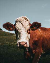 cow in the field