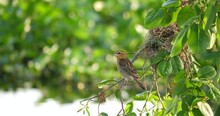 Birds Nesting On Branches, Birds On Natural Green Background,Birds And Trees By The River