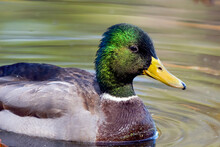 Male Mallard Duck Floating In A Calm Lake. Closeup Of Face And Upper Body. Beautiful Rippled Water Appears Green From Foliage Reflecting On The Water.