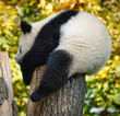 Der große Panda Paule aus dem Berliner Zoo